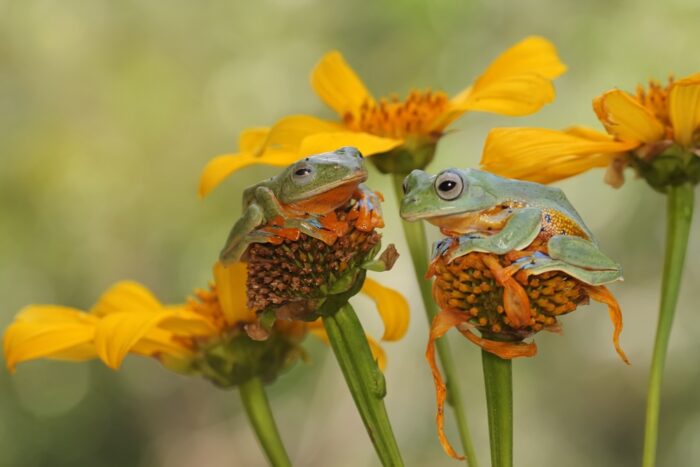 「2匹のカエル」の画像